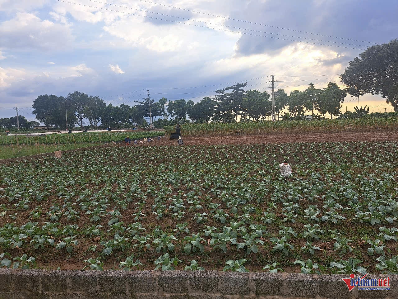 W-anh dong nai logo.jpg