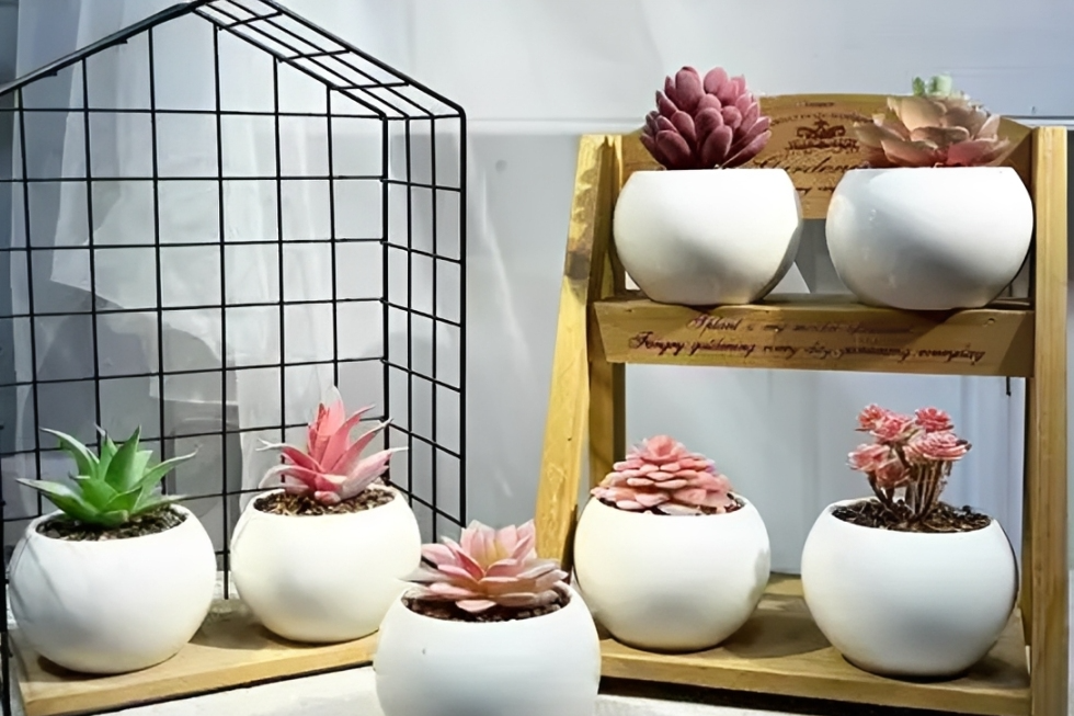 3 loại cây may mắn không nên bỏ qua ở góc học tập trong nhà