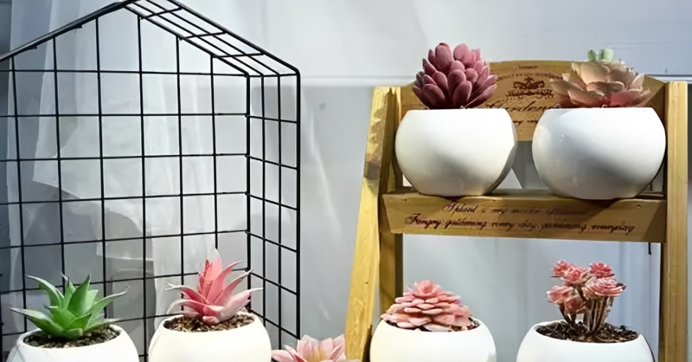 3 loại cây may mắn không nên bỏ qua ở góc học tập trong nhà