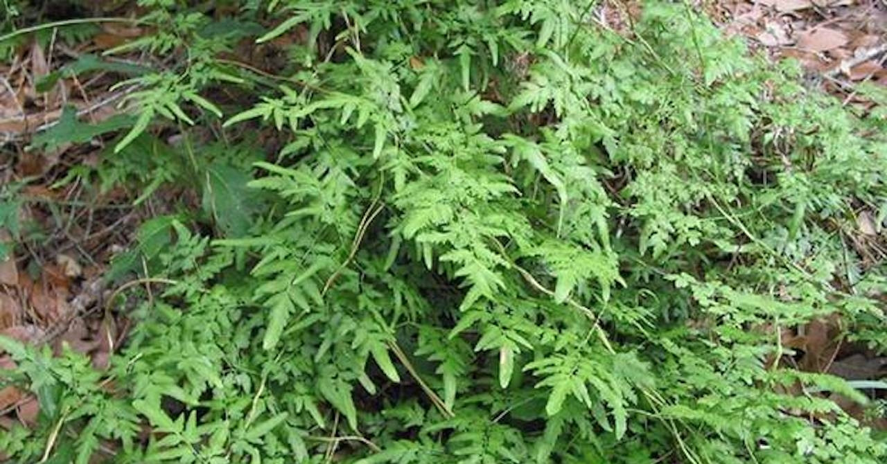 Loại cây mọc hoang hỗ trợ tiêu tan sỏi thận