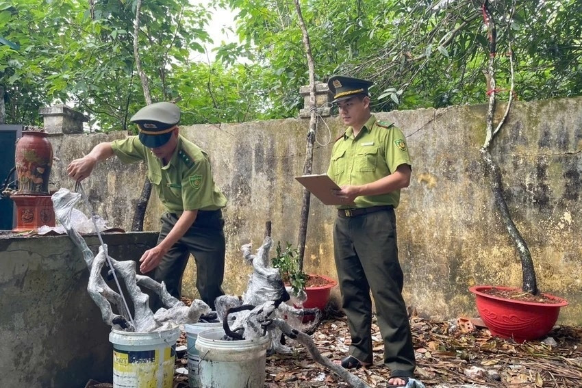  Hàng trăm cây muội hồng bị tịch thu ở Thanh Hóa sẽ được đưa về đâu? 