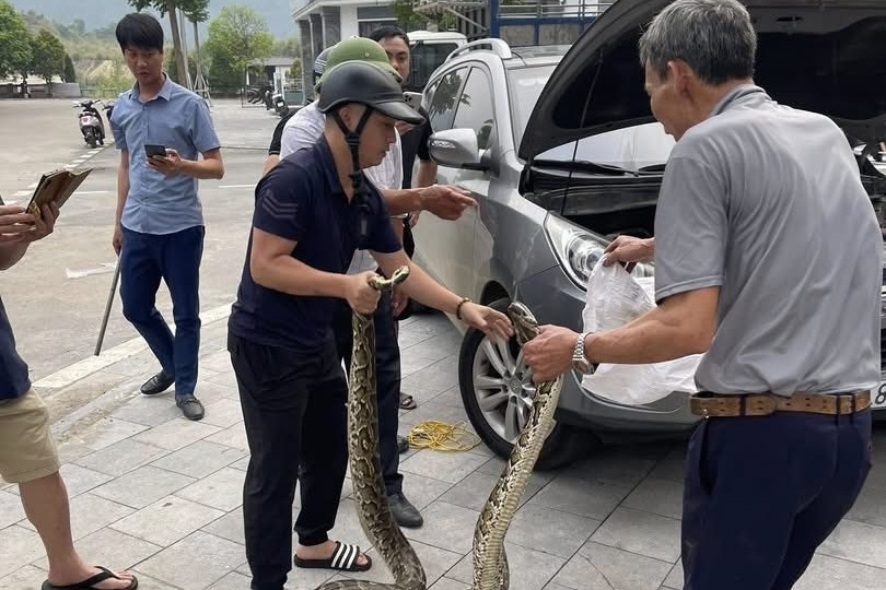  Lào Cai: Chủ xe Hyundai Tucson kinh hãi phát hiện trăn khổng lồ trong khoang máy 