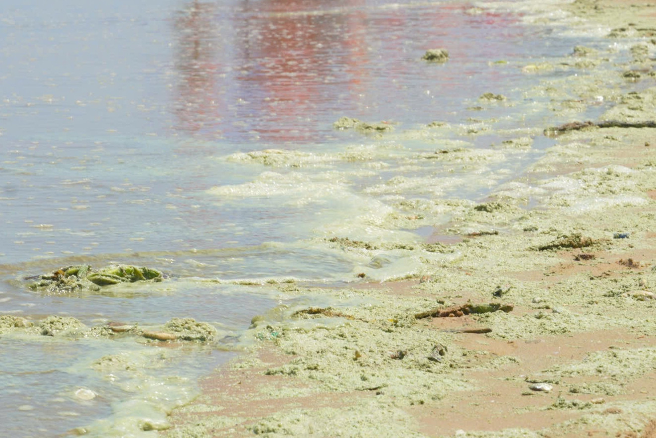 Lộ diện 'thủ phạm' khiến nước biển Bãi Sau Vũng Tàu xanh như matcha