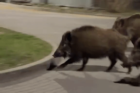 Robot hình người Trung Quốc lùa lợn rừng ở Ba Lan