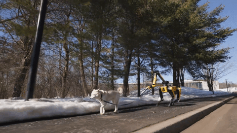 Robot bốn chân Mỹ dắt chó đi dạo nhờ sức mạnh AI Gemini