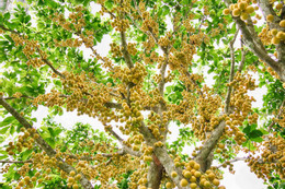 dau da an giang 4 66958.jpg