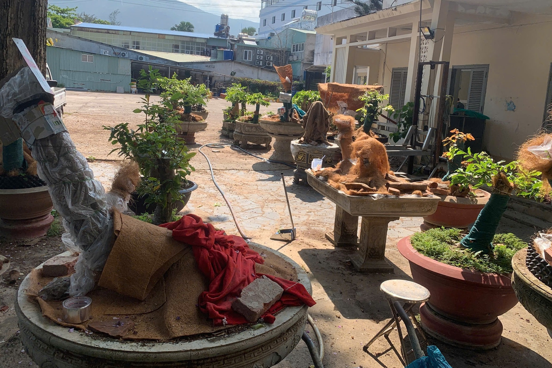 Diễn biến mới vụ 42 cây mai bị tịch thu ở Côn Đảo: Trả lại 21 gốc cho chủ sở hữu