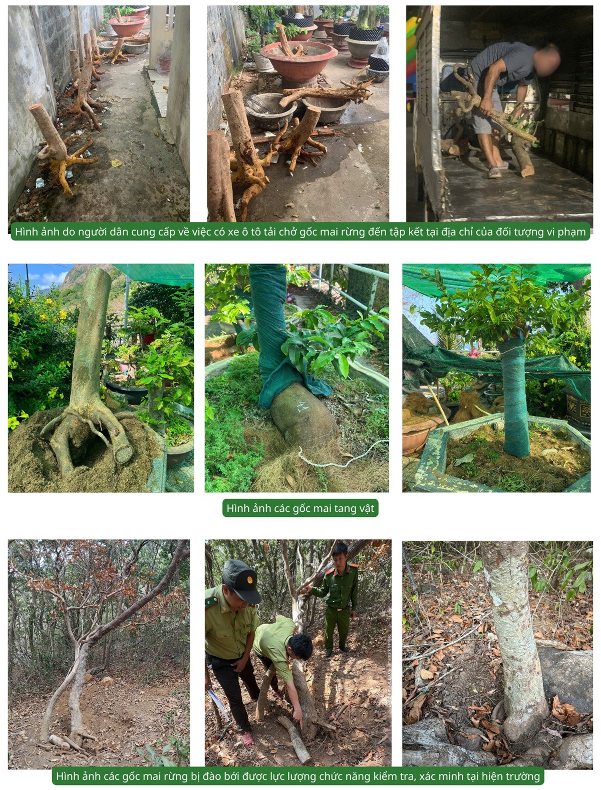 Diễn biến mới vụ 42 gốc cây mai bị tịch thu ở Côn Đảo 21 gốc được trả lại.jpg
