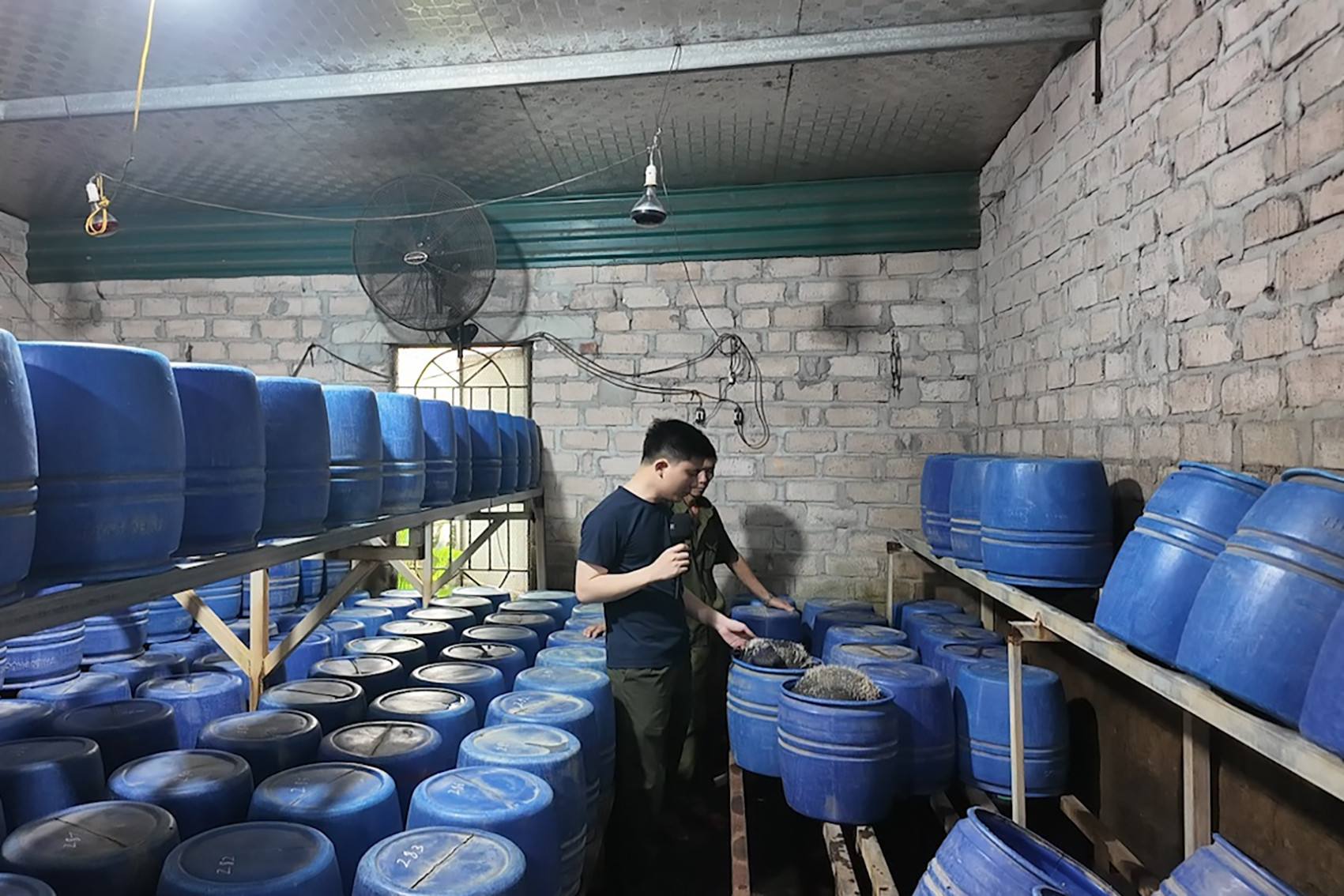 Đột kích loạt xưởng sản xuất hàng tấn giá đỗ dùng 'nước kẹo' ở Quảng Ninh