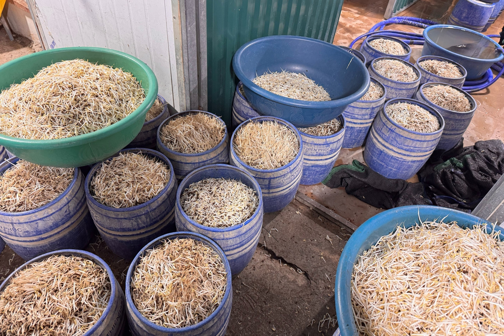 Khởi tố 2 chủ cơ sở sản xuất hơn 160 tấn giá đỗ chứa chất gây ung thư