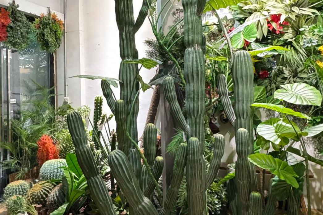 3 loại cây phong thủy nên cân nhắc trước khi đặt trong nhà