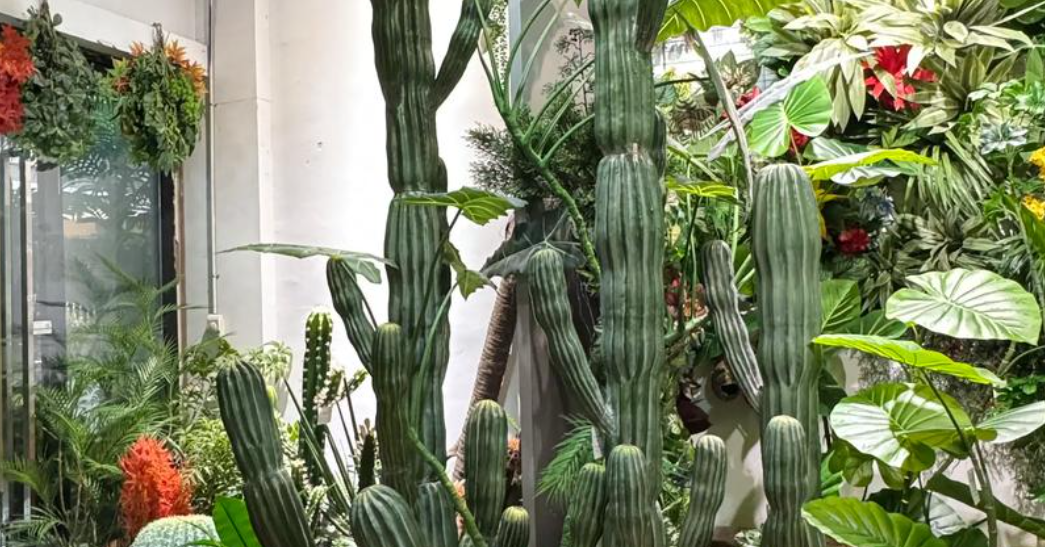 3 loại cây phong thủy nên cân nhắc trước khi đặt trong nhà