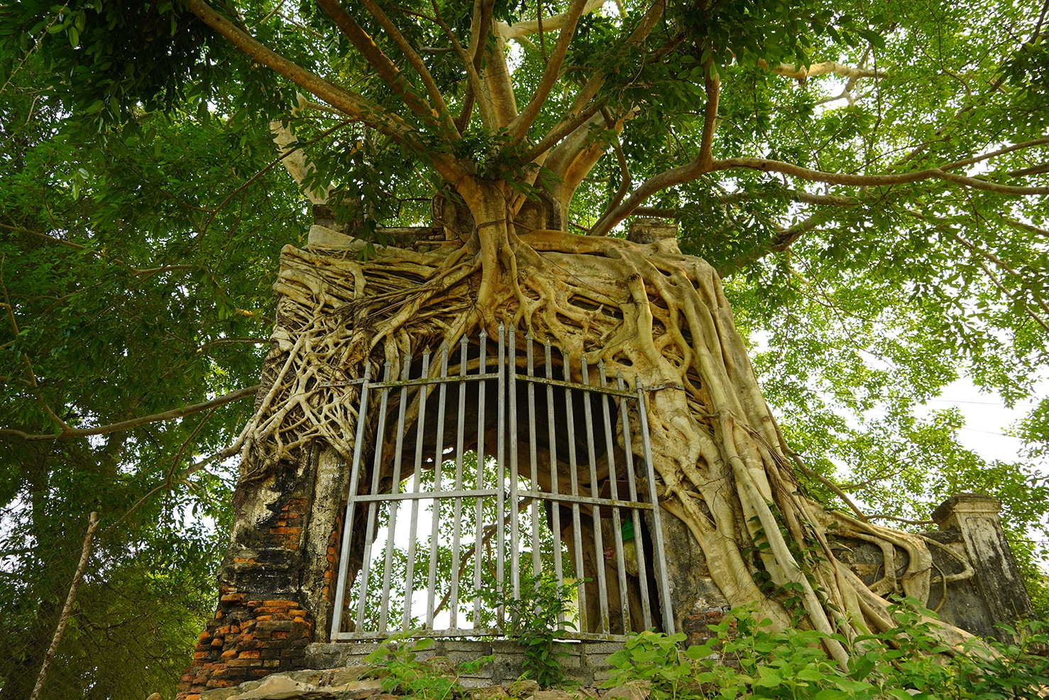Cây đa 'ôm trọn' cổng phủ trăm năm ở Nghệ An, rễ phủ kín vòm gạch