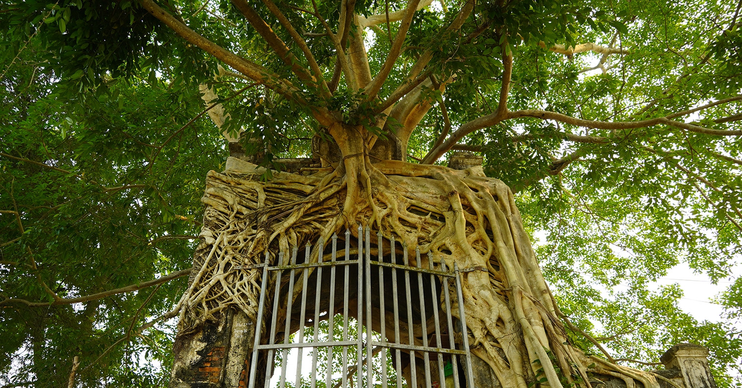 Cây đa 'ôm trọn' cổng phủ trăm năm ở Nghệ An, rễ phủ kín vòm gạch