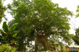 W-cổng phủ tương dương 10.JPG.jpg