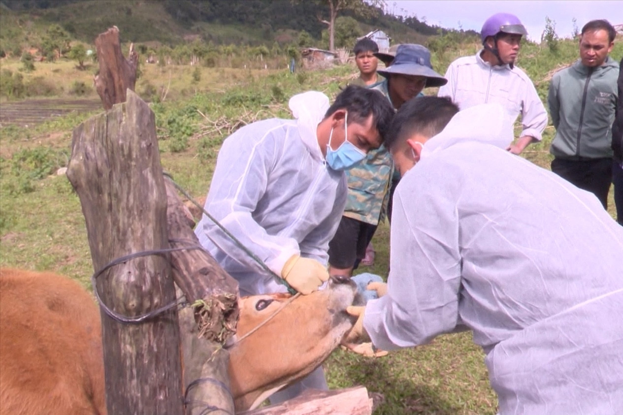 Cảnh báo virus lở mồm long móng 'lạ' có nguy cơ xâm nhập Việt Nam