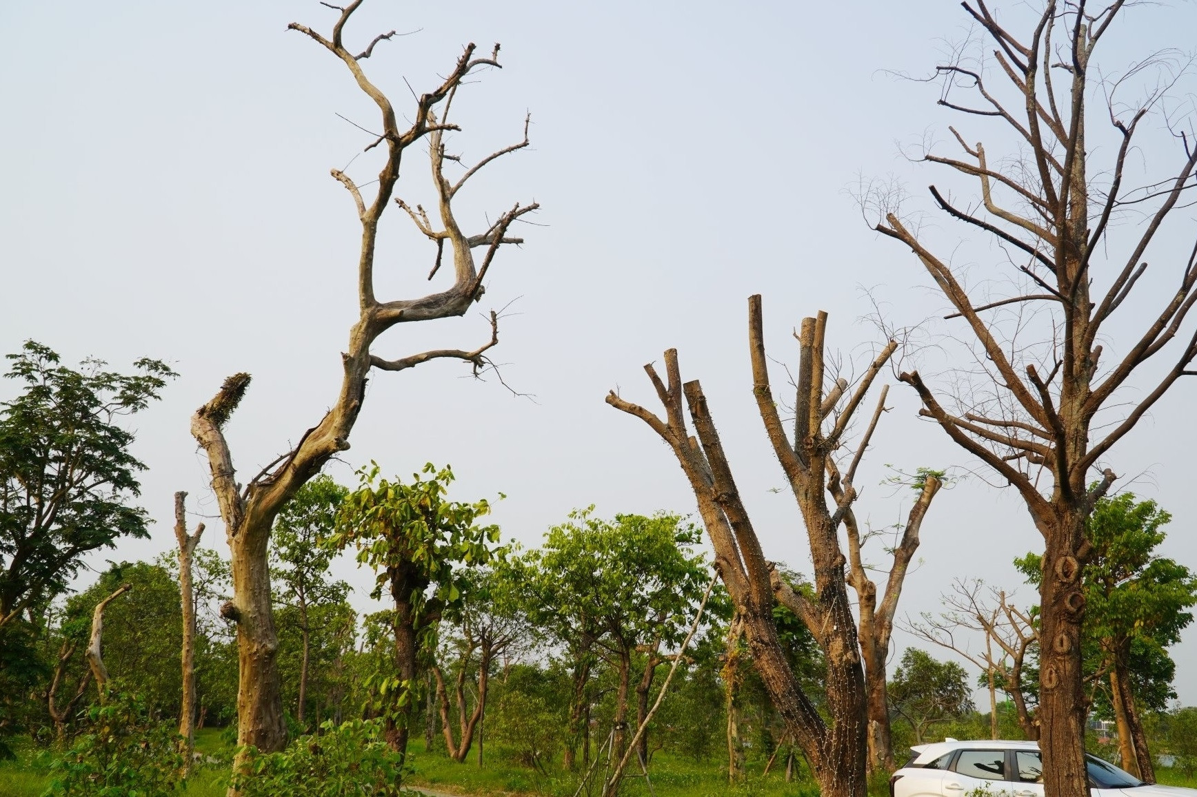 Hàng loạt cây xanh chết khô ở công viên trung tâm