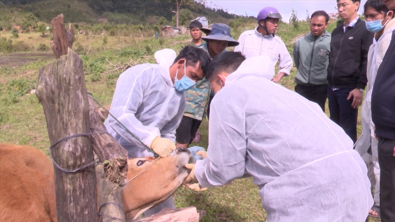lở mồm long móng .jpg