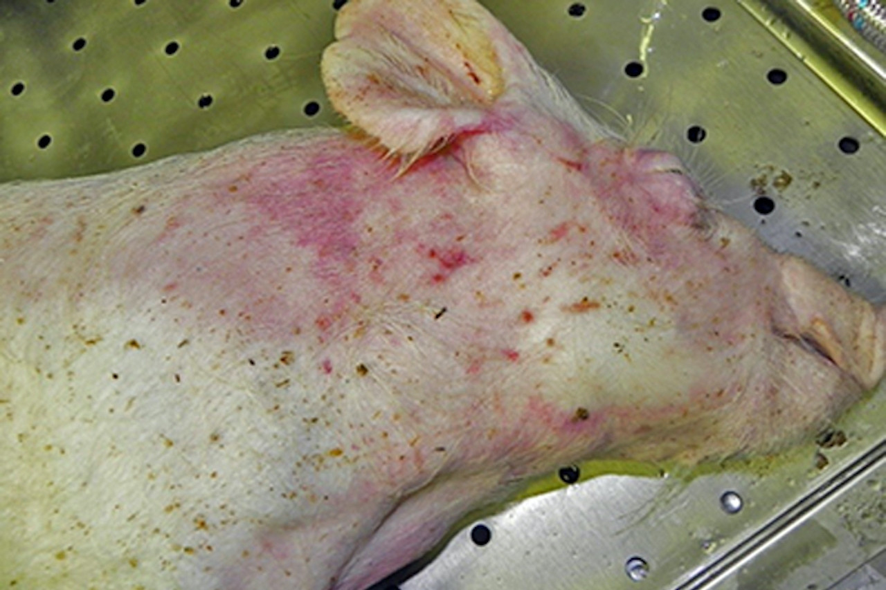 Ăn phải thịt lợn nhiễm dịch tả châu Phi, mức độ nguy hiểm ra sao?