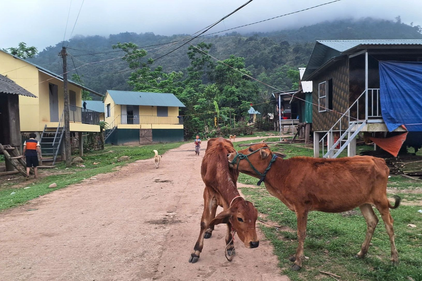 Bò dự án chết hàng loạt, nhiều hộ nghèo ở bản K Ai mất “cần câu” thoát nghèo
