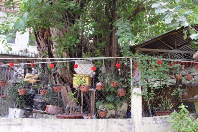 Cây đa hàng trăm tuổi ở TPHCM thân mục rỗng vẫn vươn cao, tỏa bóng mát