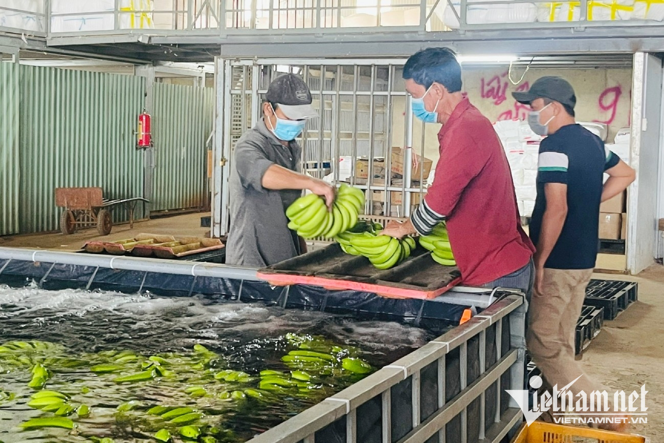 W-chuoi xuat khau .jpg