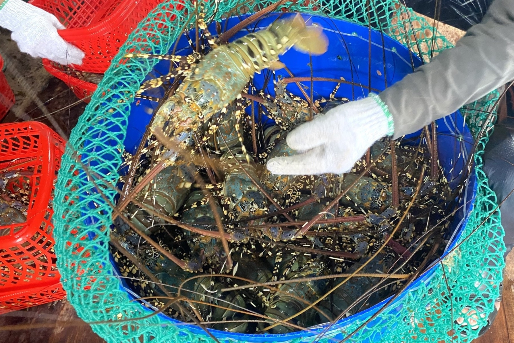 Thu về 11,3 tỷ USD/năm, ngành thủy sản Việt vẫn lộ nhiều “điểm yếu”