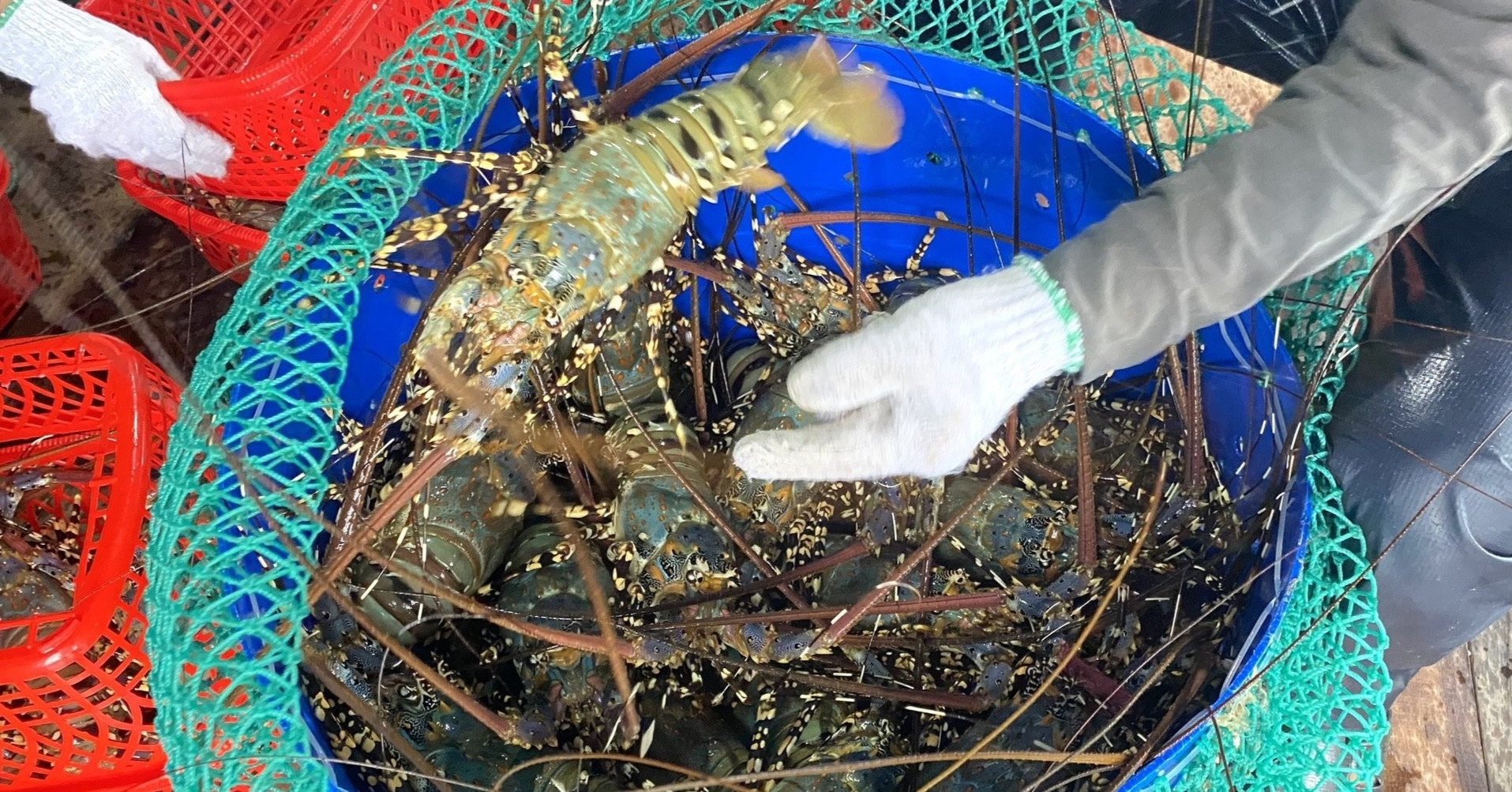 Thu về 11,3 tỷ USD/năm, ngành thủy sản Việt vẫn lộ nhiều “điểm yếu”