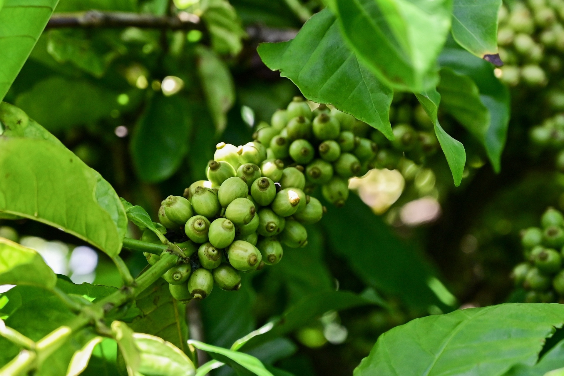 Ông Đặng Lê Nguyên Vũ chi 2.000 tỷ xây nhà máy tiêu chuẩn Net Zero