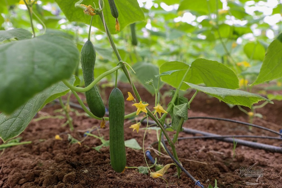 VN1_6833 trang trại dưa chuột.jpg