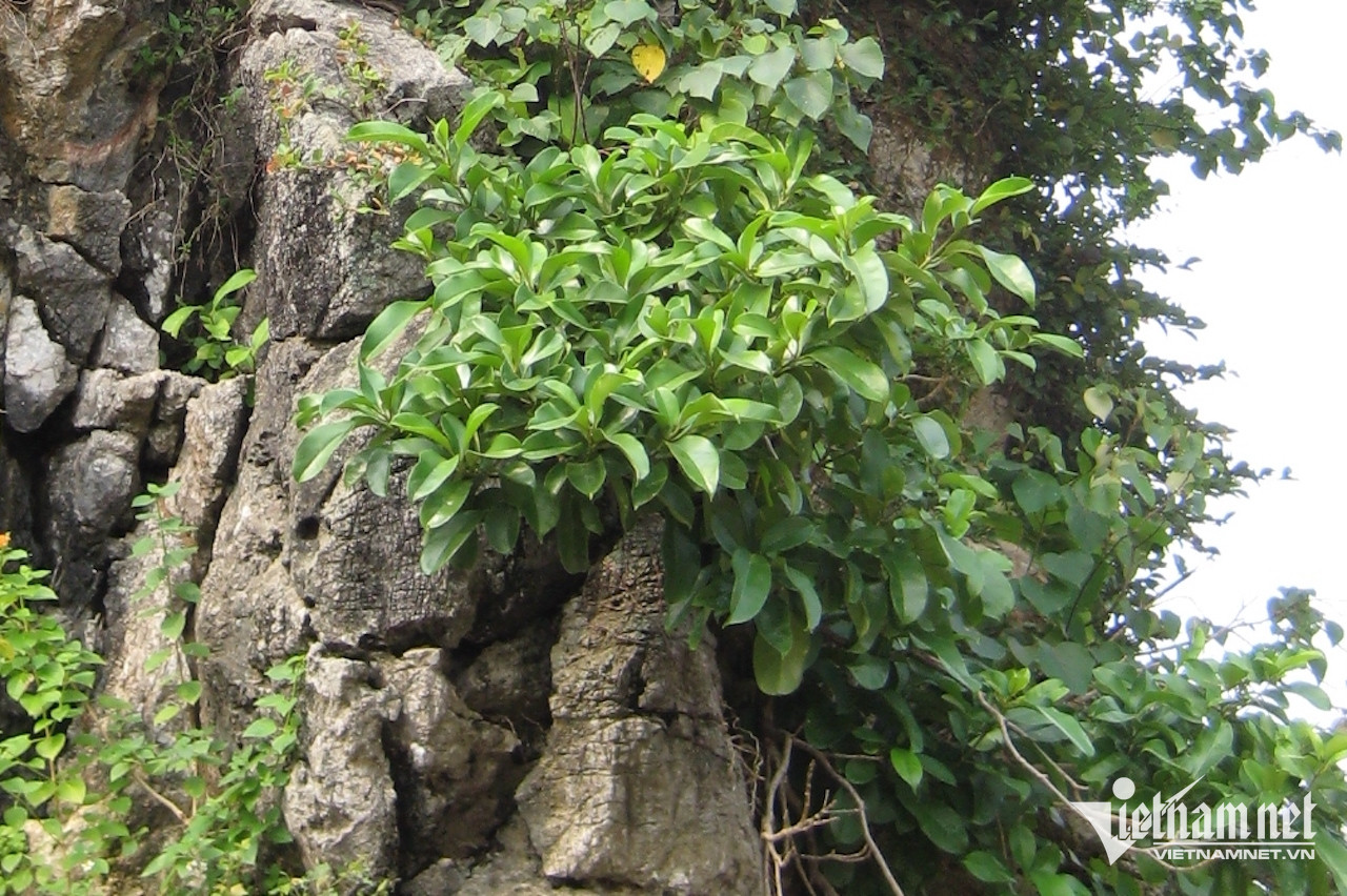 W-22de0794 f063 455c 8777 1da21731c570.jpeg