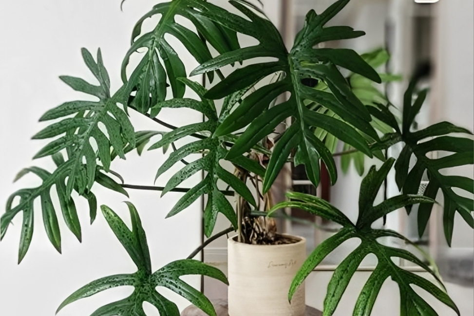 3 loại cây nên đặt trong phòng ngủ