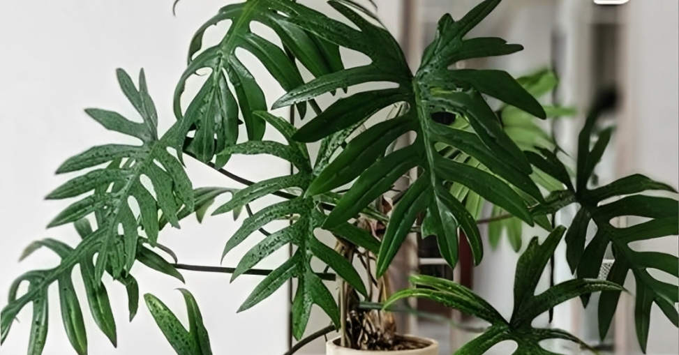 3 loại cây nên đặt trong phòng ngủ