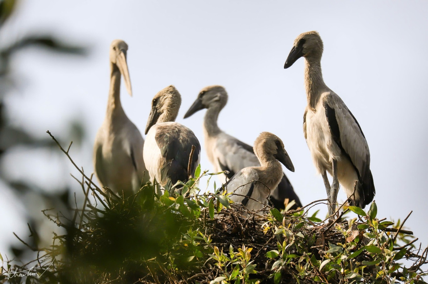 Hinh2_Mùa sinh sản của “cư dân” tại KBT Đồng Tháp Mười..jpg