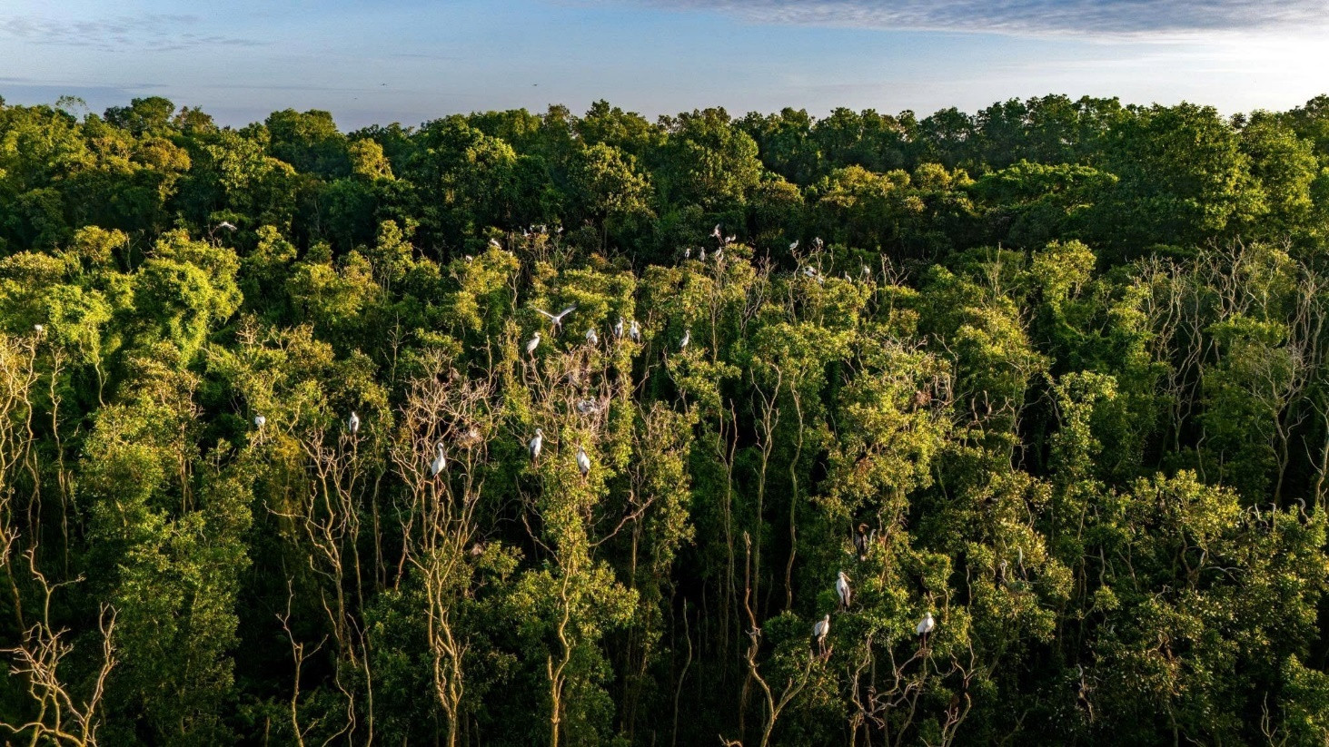 Hinh3_Chất lượng môi trường rừng đang được bảo tồn nghiêm ngặt..jpg