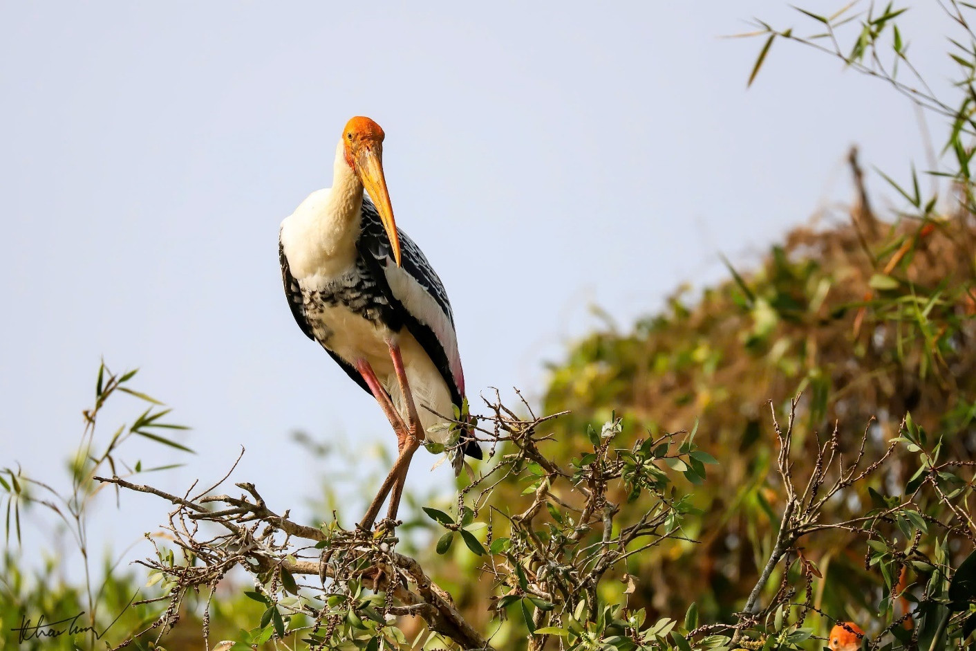 Hinh4_Giang sen, “linh hồn” của KBT Đồng Tháp Mười..jpg