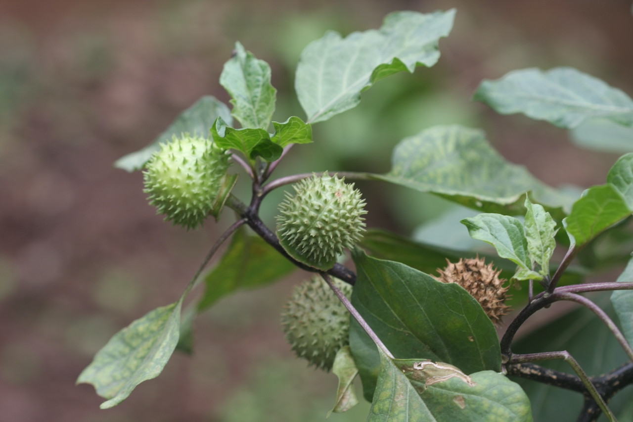 Loại cây mọc hoang dã chữa đau dạ dày cực hiệu quả