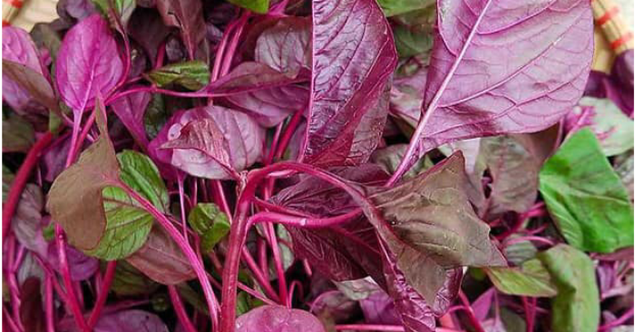 Loại rau rẻ bèo ngoài chợ được mệnh danh "trường thọ"