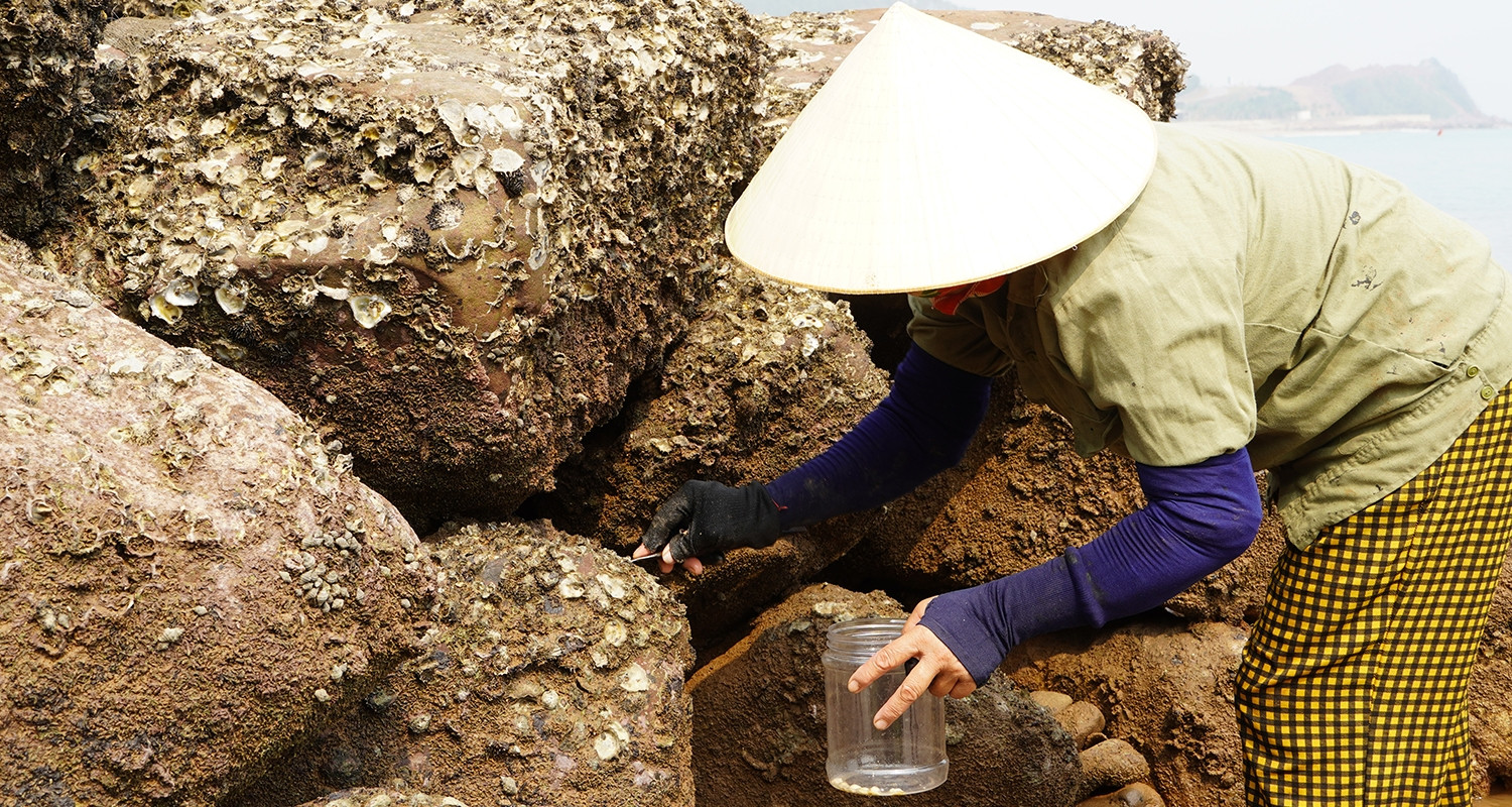Phụ nữ miền biển Nghệ An khom lưng gặt đục đá, chắt chiu từng mùa vụ
