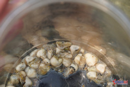 W-đục đá bắt hàu 4.JPG.jpg