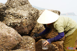 W-đục đá bắt hàu .JPG.jpg