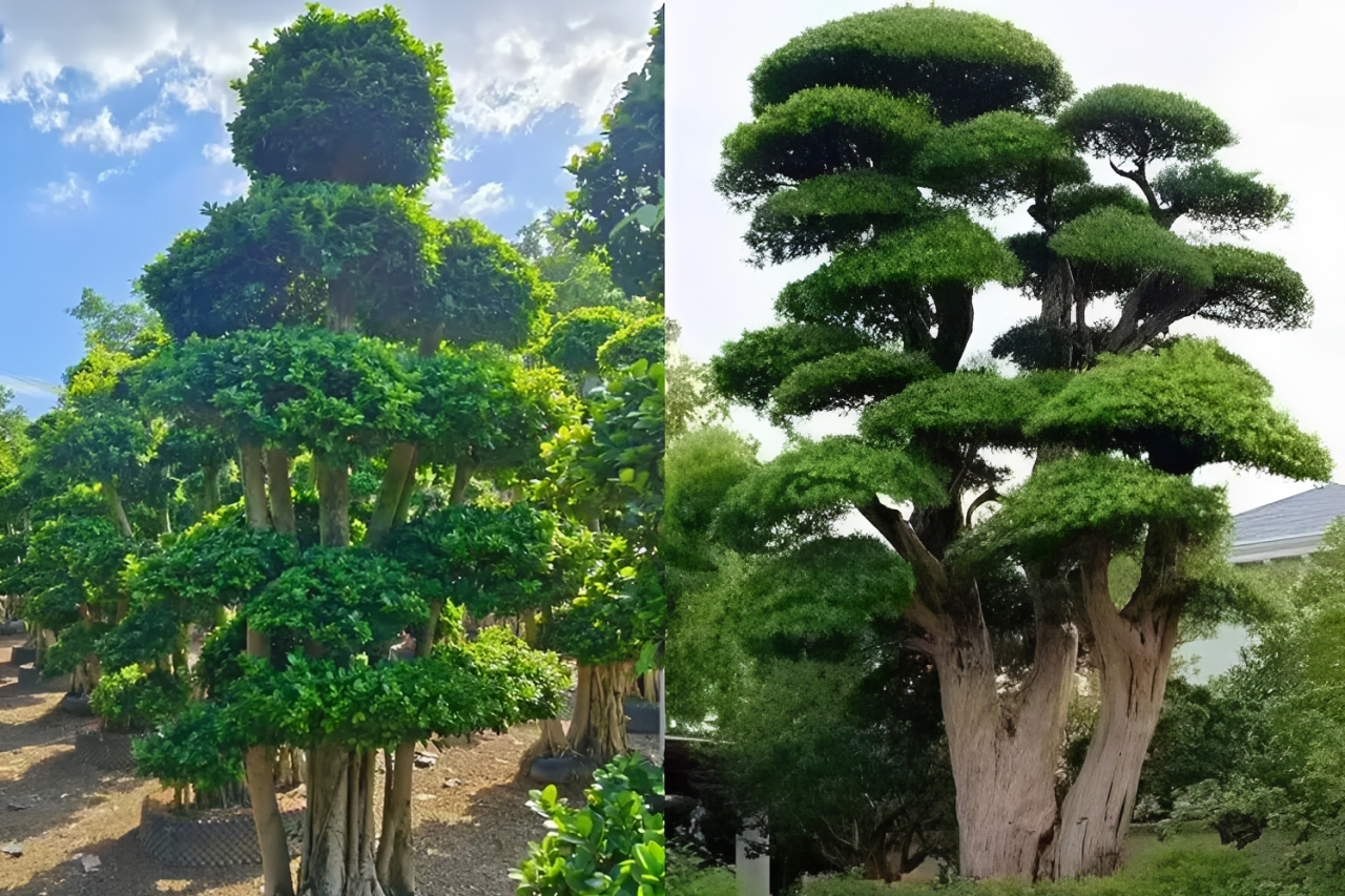 3 cặp cây phong thủy trồng trong nhà mang ý nghĩa tài lộc, giữ vượng khí