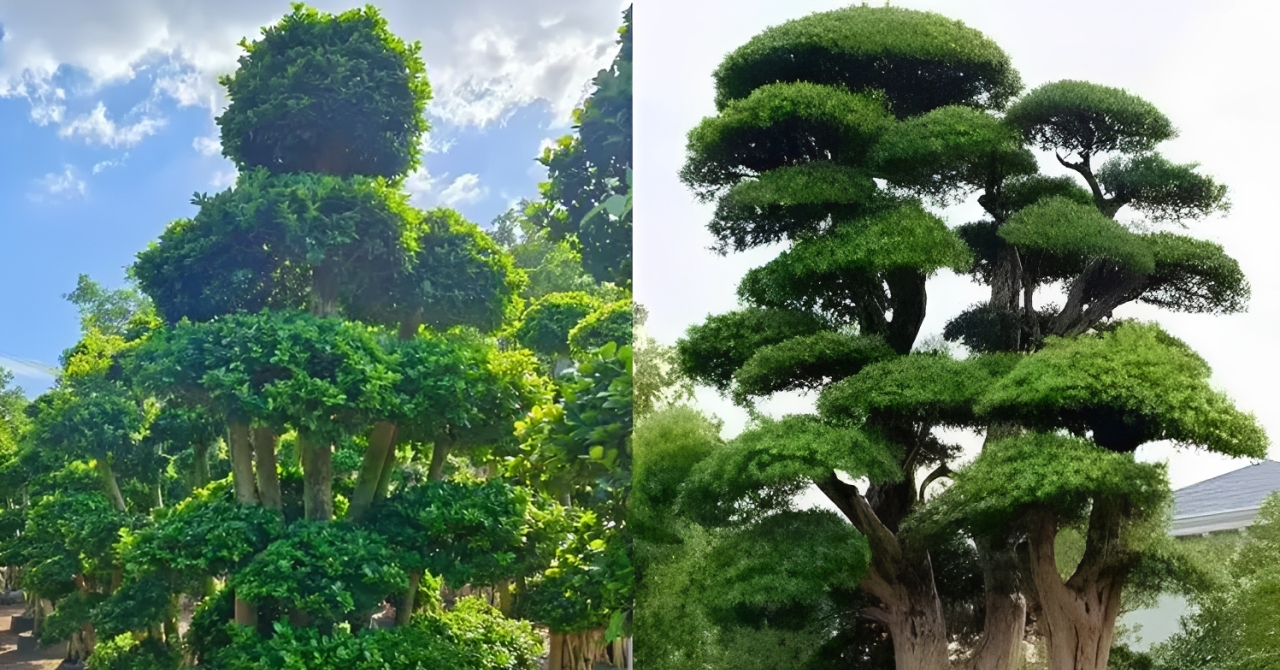 3 cặp cây phong thủy trồng trong nhà mang ý nghĩa tài lộc, giữ vượng khí