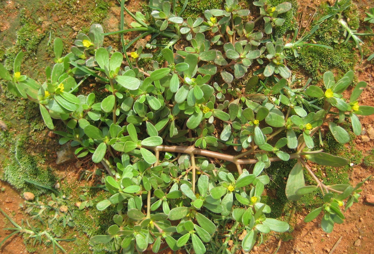 Loại rau mọc dại khắp vườn, hỗ trợ đào thải sỏi thận