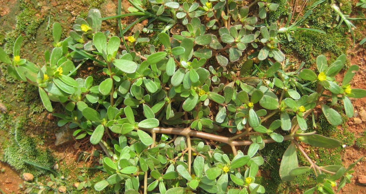 Loại rau mọc dại khắp vườn, hỗ trợ đào thải sỏi thận