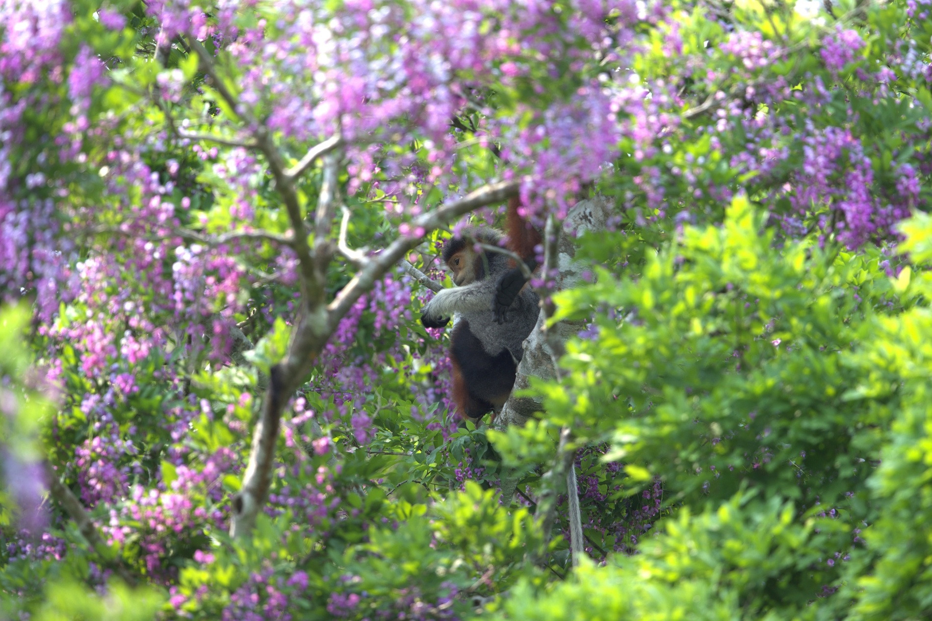 Sắc tím hoa thàn mát phủ kín bán đảo Sơn Trà, hút khách check-in