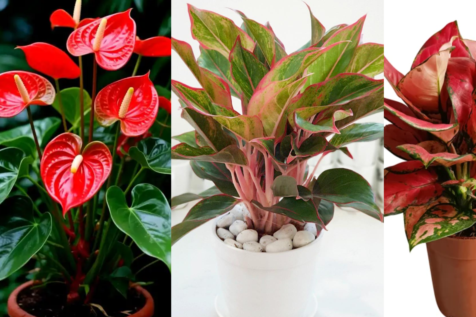 4 cây phong thủy giúp người mệnh Hỏa ‘hạ nhiệt’ tính nóng, hỗ trợ thăng tiến