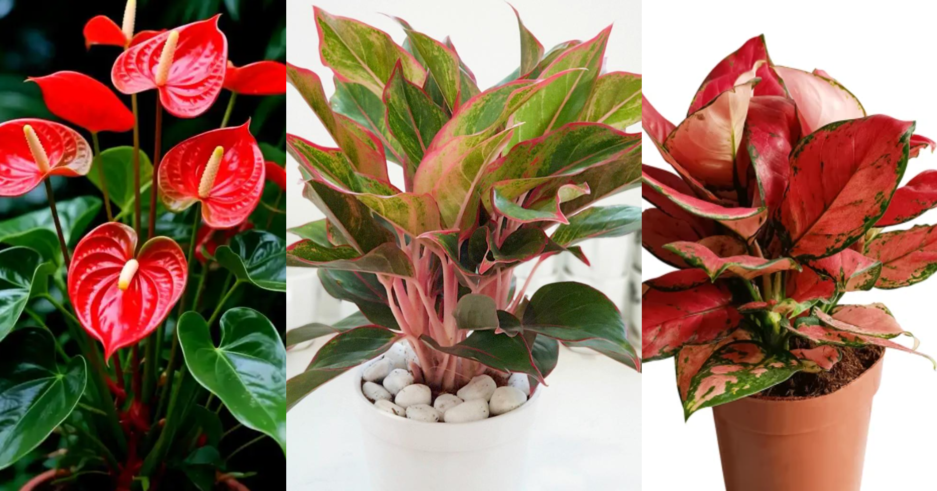 4 cây phong thủy giúp người mệnh Hỏa ‘hạ nhiệt’ tính nóng, hỗ trợ thăng tiến