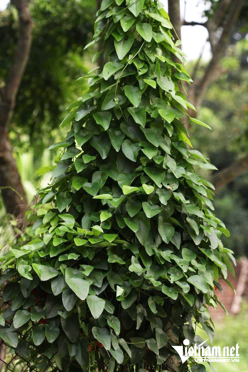 anh sang cay day leo.jpg