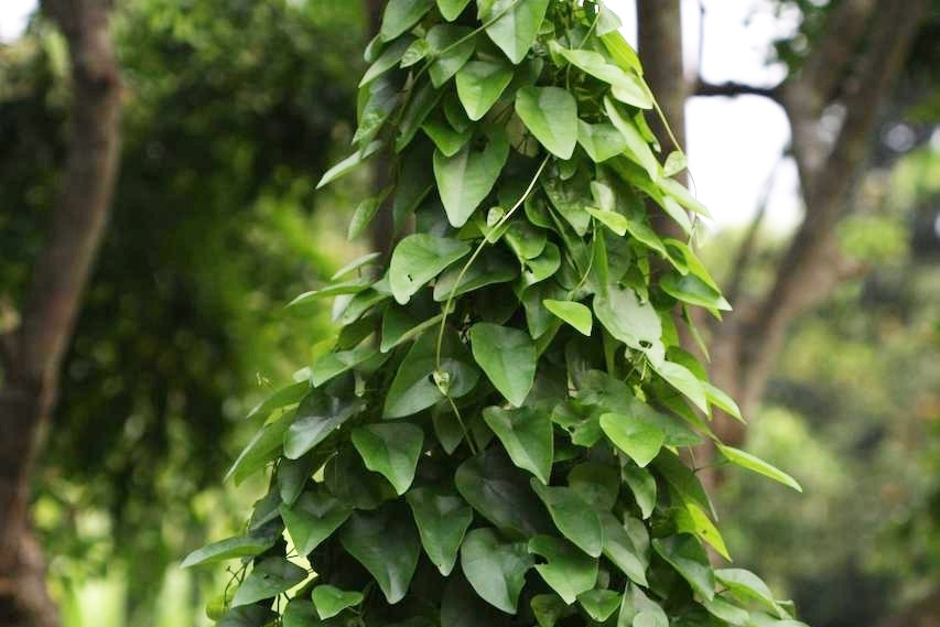 Cây dây leo mọc hoang giúp lợi tiểu, giảm tiểu buốt, tiểu rắt